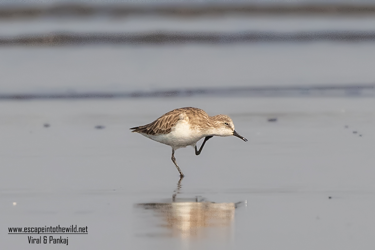 Little Stint